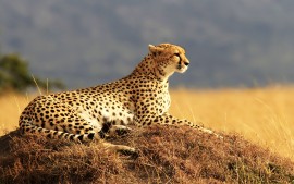 Cheetah 4K