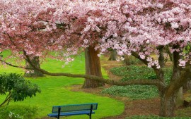 Cherry Tree Evergreen Park...