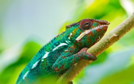 Colorful Chameleon 4K