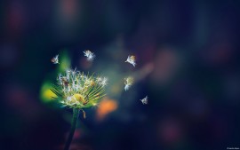 Dandelion Flies