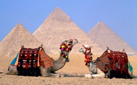 Egypt Cairo Camels