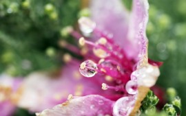 Flower Droplets