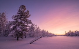 Frosty Sunrise Forest 4K