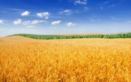 Golden Wheat Field 4K