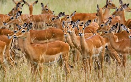 Herd of Female Impala Masai...