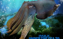 IMAX Under The Sea (6)
