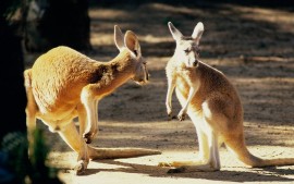 Kangaroo Conversation...