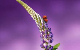 Ladybird Lavender Ladybug 5K
