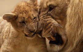 Lion Mother Cub