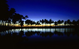 Palm Silhouette Big Island...