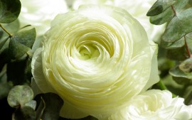 Persian Buttercup White Flower
