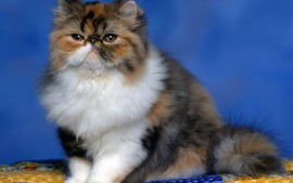 Persian Calico Kitten