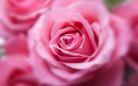 Pink Color Rose