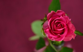 Pink Rose New